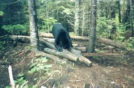 bear over log