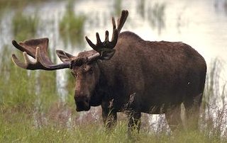 Moose, Alces alces, Canada, North America.