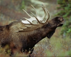 moose-hunting-009c