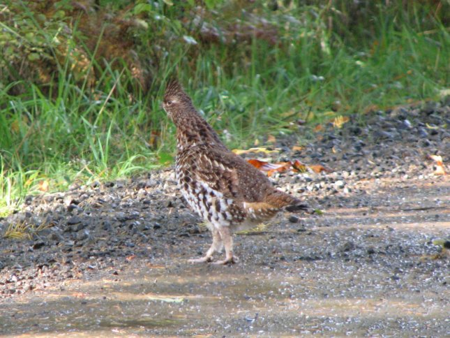 Ruffed Grouse
