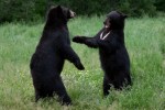 Bear fight in New Jersey&nbsp;(video)