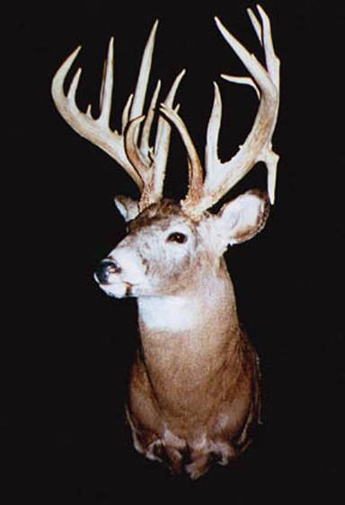 "The Beatty Buck" taken with a compound bow by Michael Beatty in Ohio in 2000. 40 Points on a 10 point mainframe 