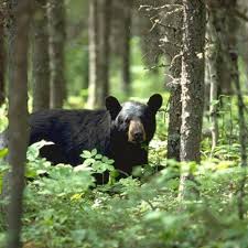 Field Dressing a Black Bear | ON TARGET in CANADA