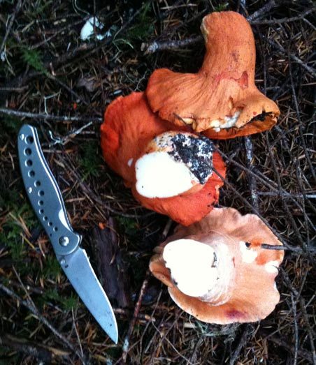 lobster-mushrooms-wawang-lake