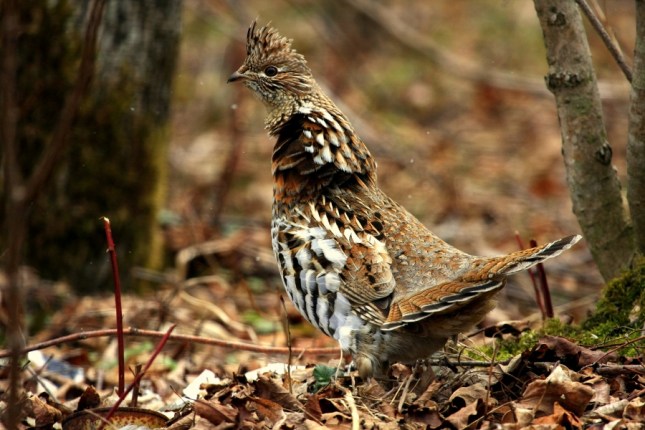 grouse (3)