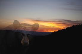 sunset bear