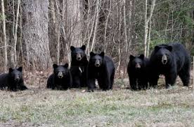 multiple bear