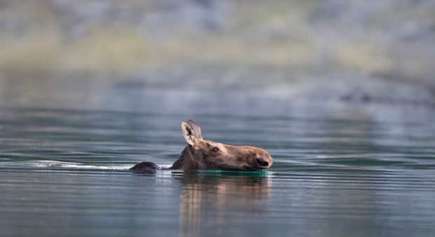 moose_swimming-2-620x338