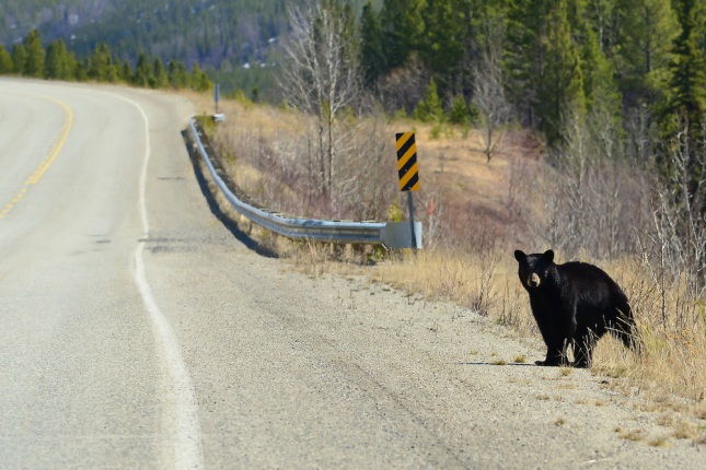 Black-Bear-crossing-the-Alaska-Highway